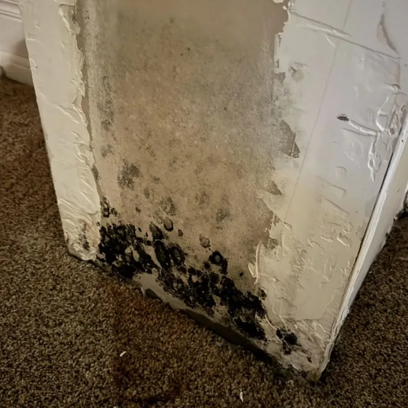 Professional Mold Removal in Las Maravillas, NM